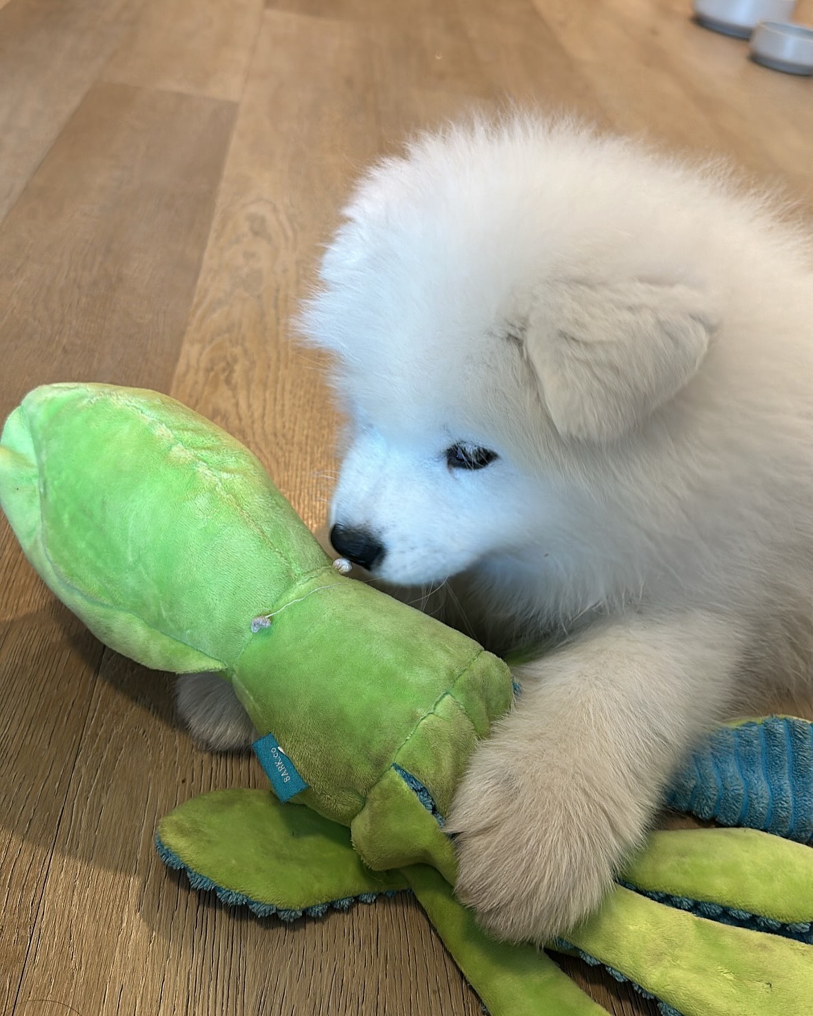 Samoyed Puppies For Sale Near Me
