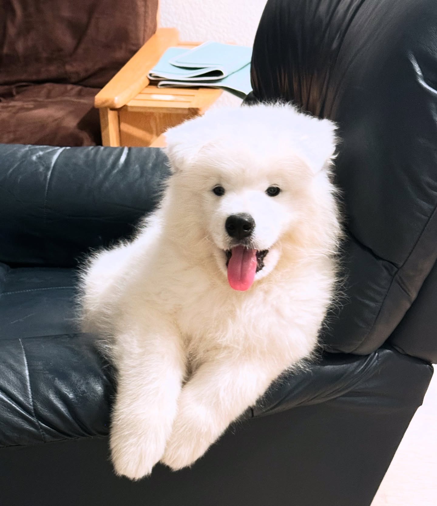 Samoyed Puppies For Sale California