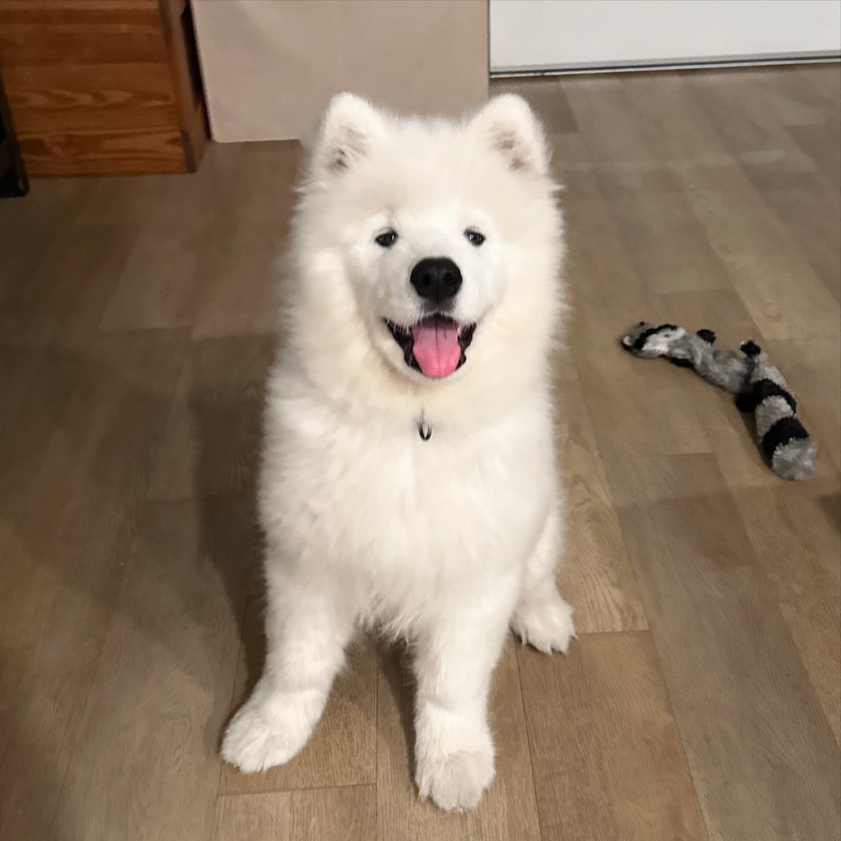 Samoyed Puppies For Sale California