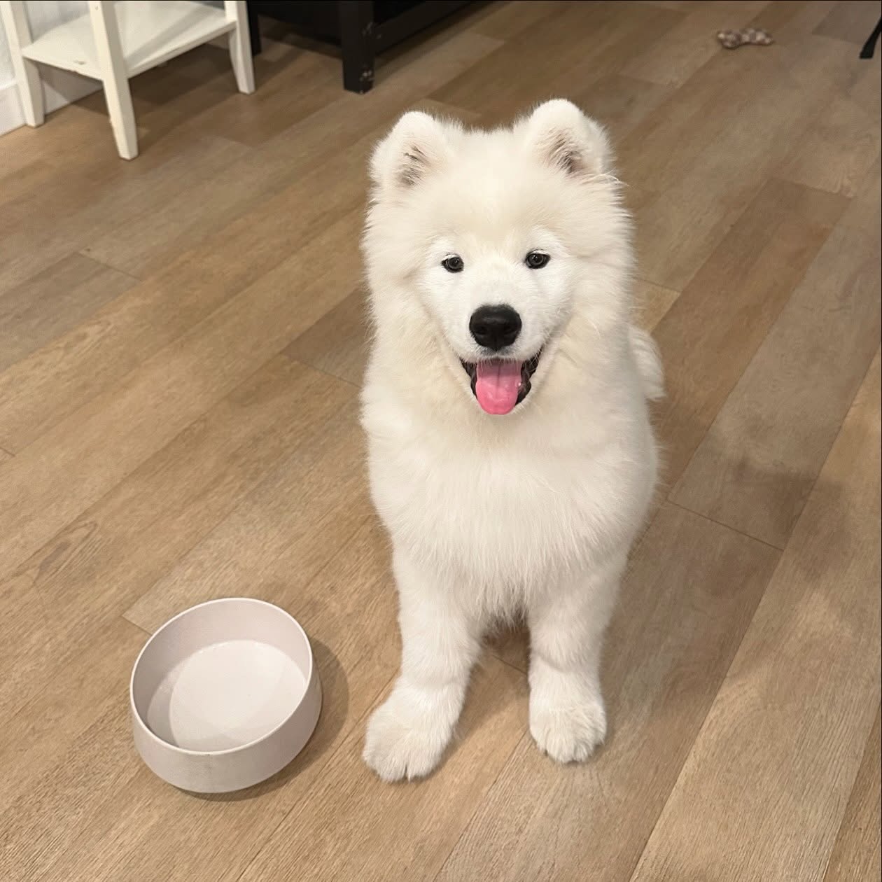 Samoyed Puppies For Sale California