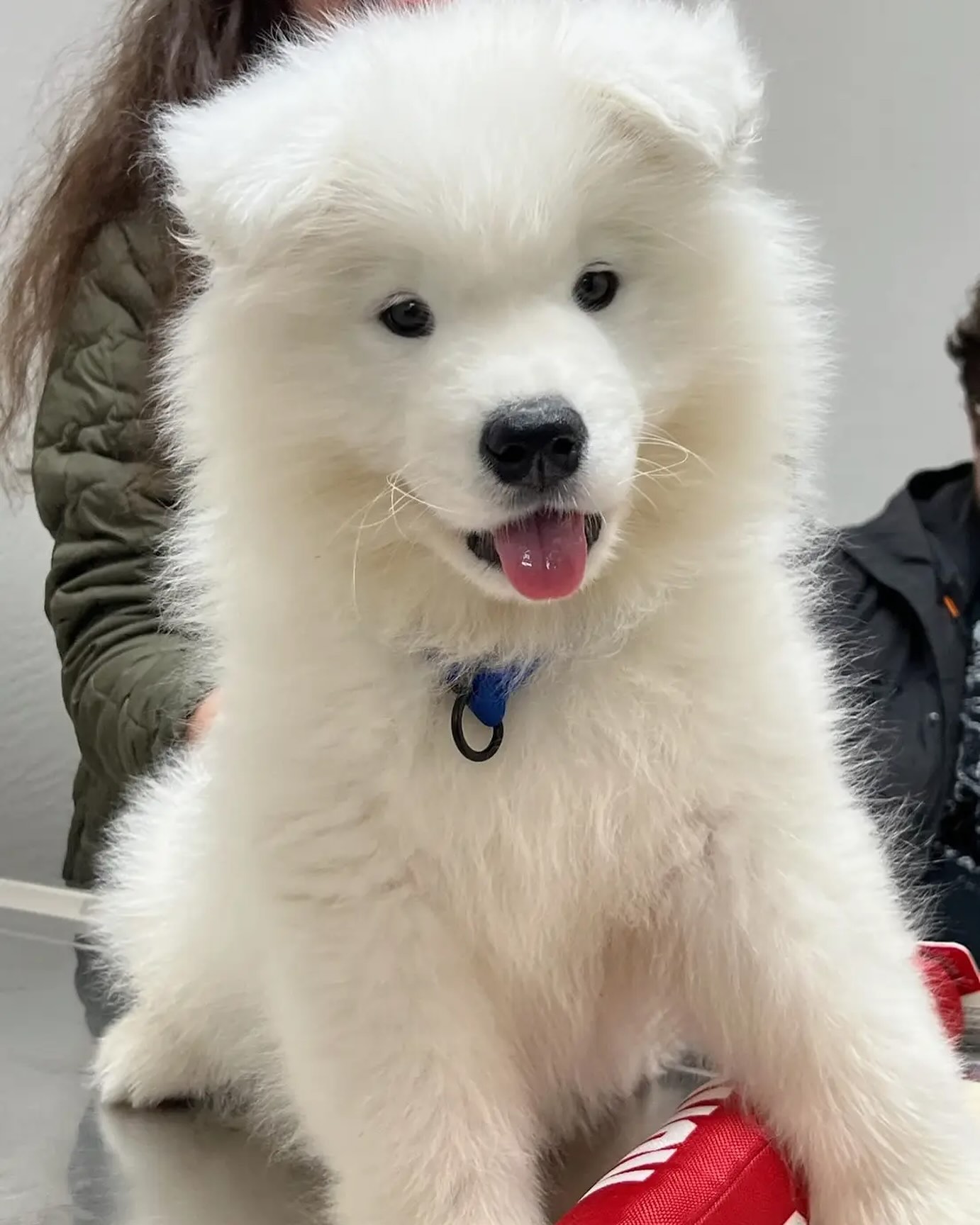 Samoyed Puppies For Sale Near Me