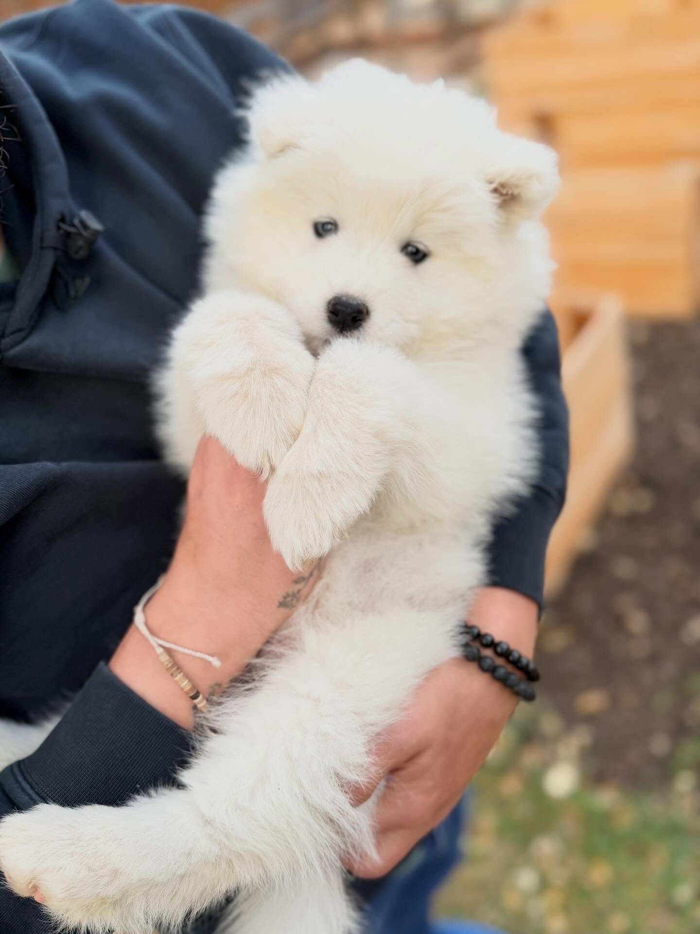 Samoyed Puppies For Sale USA