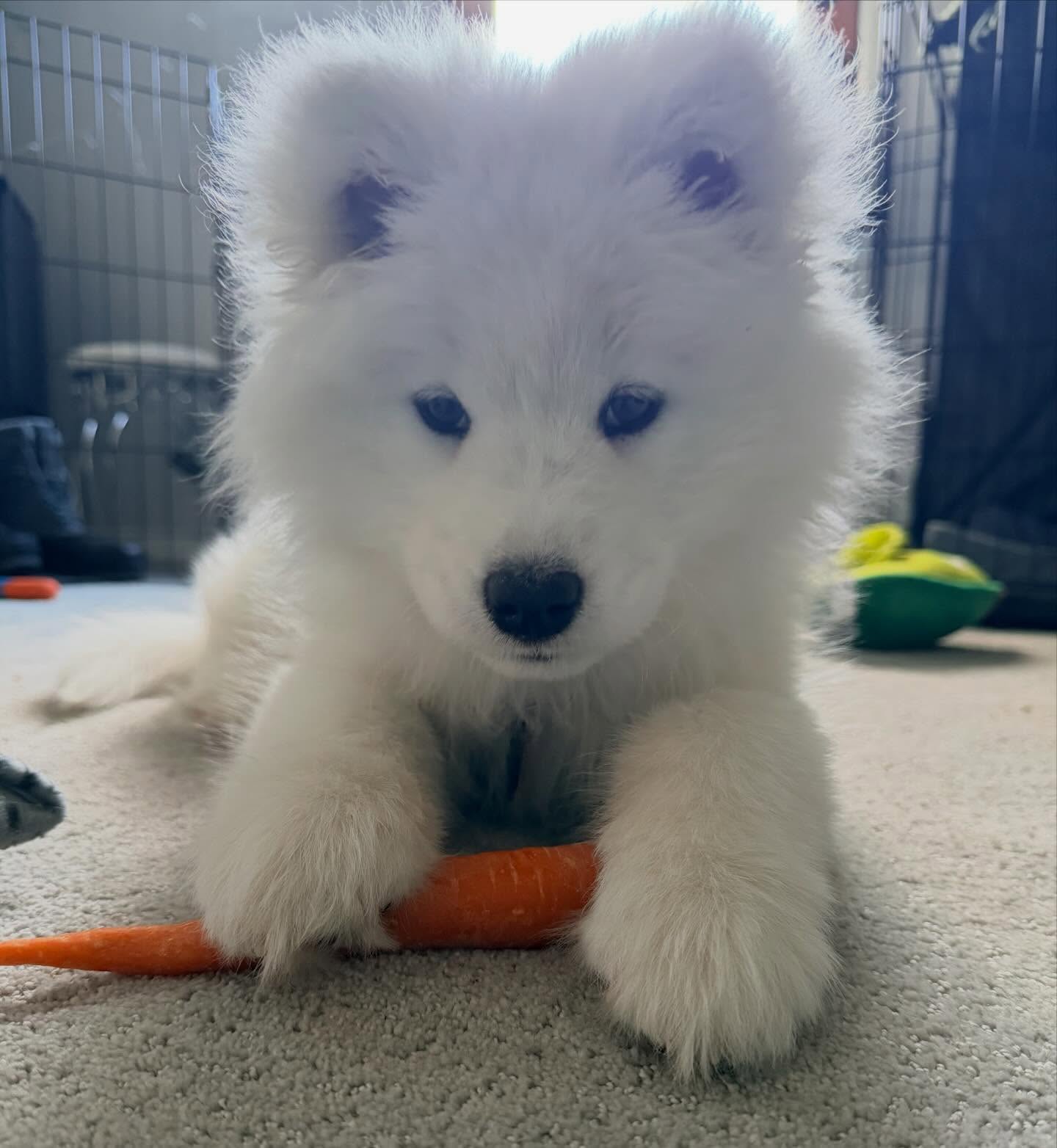 Samoyed Puppies For Sale USA