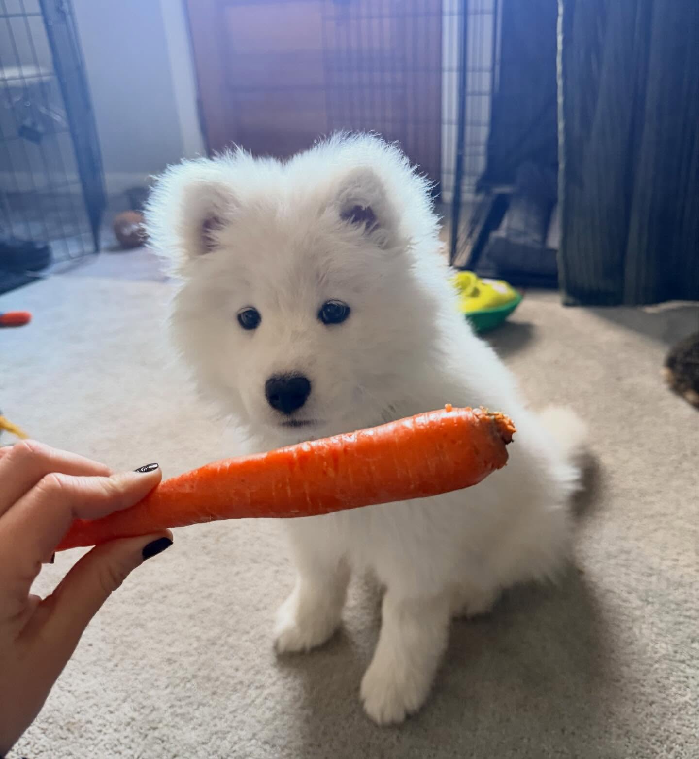 Samoyed Puppies For Sale USA