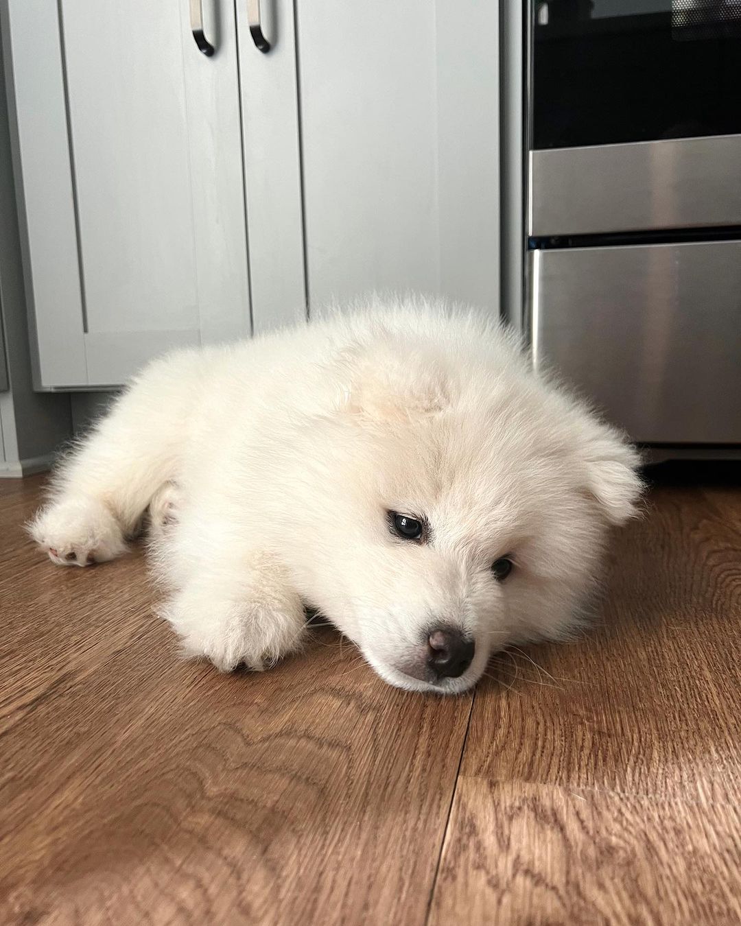 Samoyed Puppy For Sale