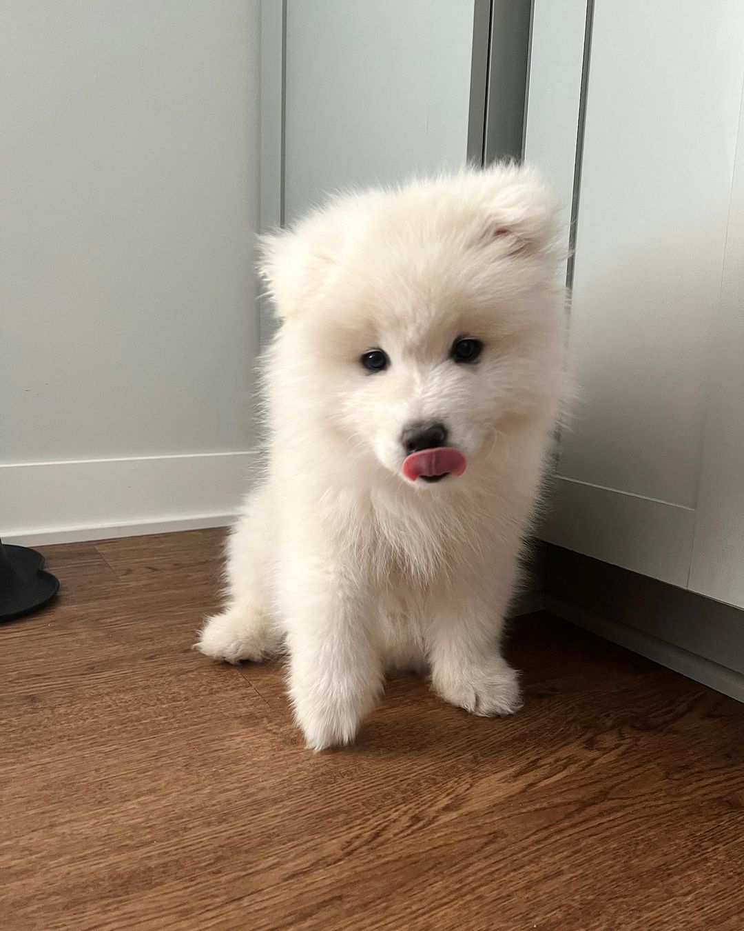 Samoyed Puppy For Sale