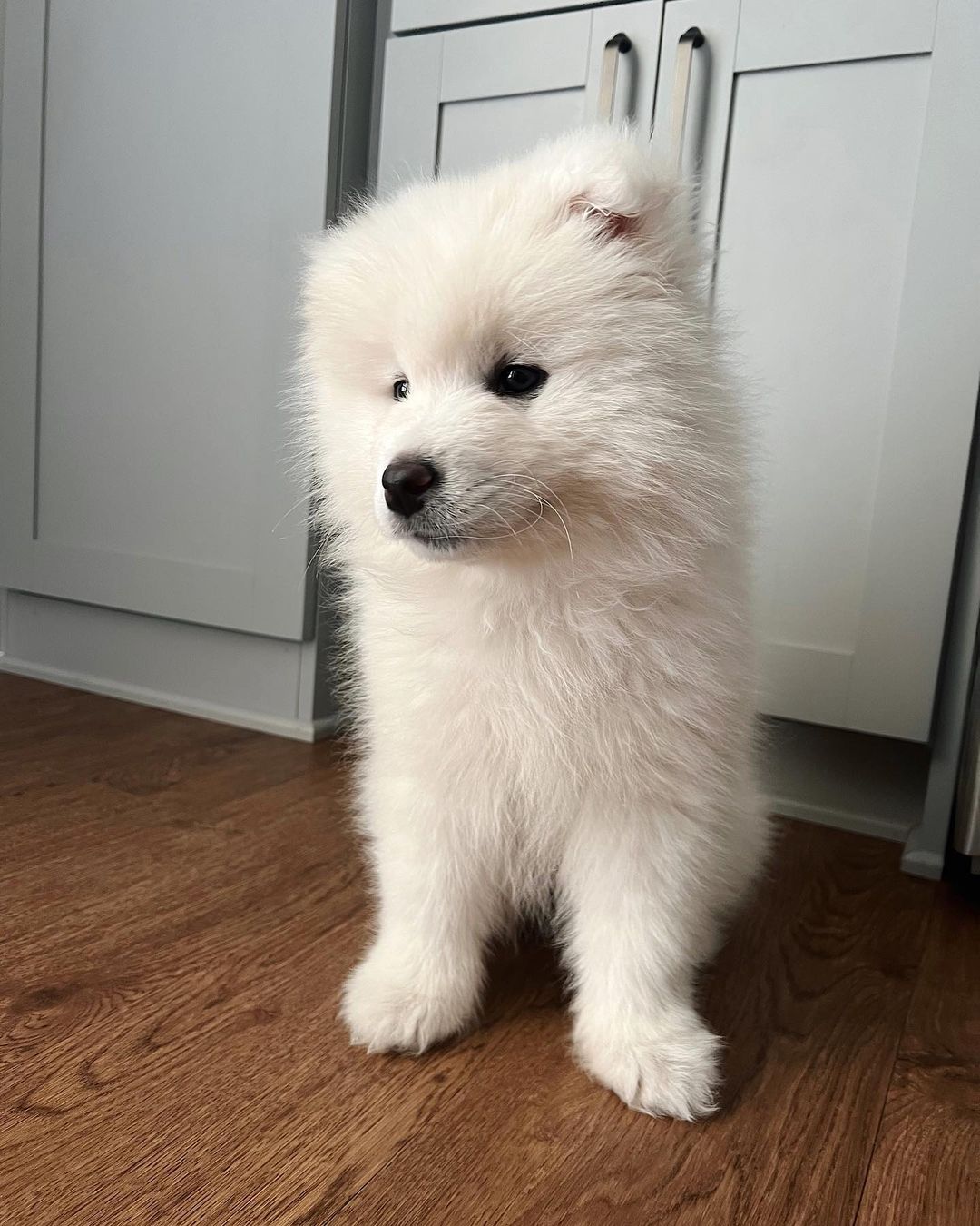 Samoyed Puppy For Sale