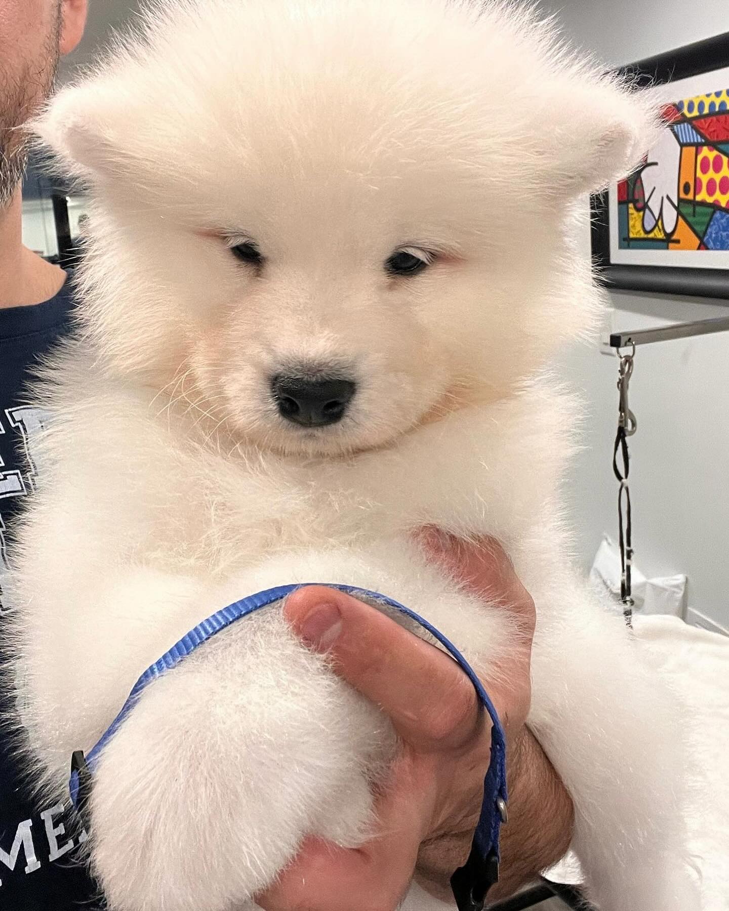 Samoyed Puppies For Sale USA