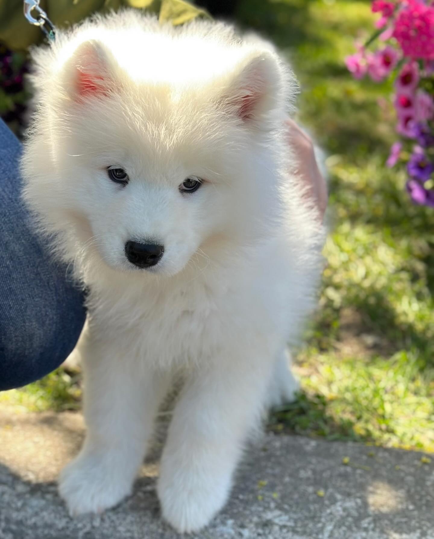 Samoyed Puppies For Sale USA