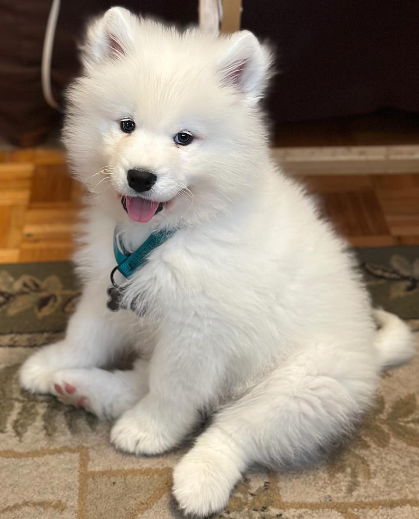 Samoyed Puppies For Sale USA