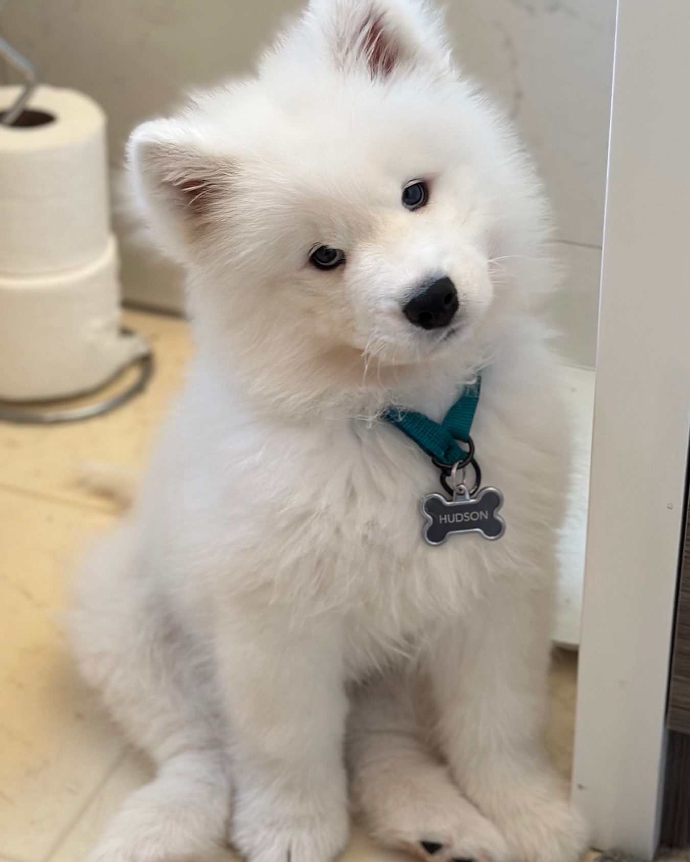 Samoyed Puppies For Sale USA