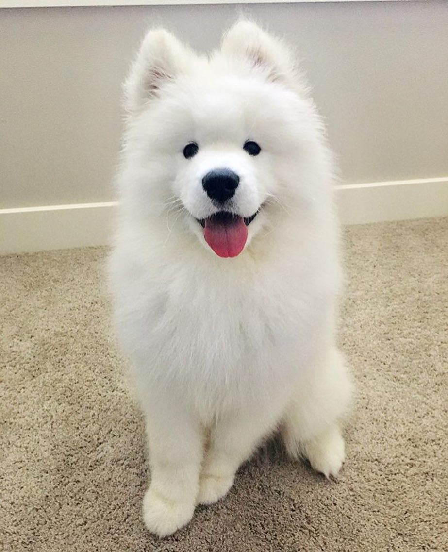 Samoyed Puppies For Sale