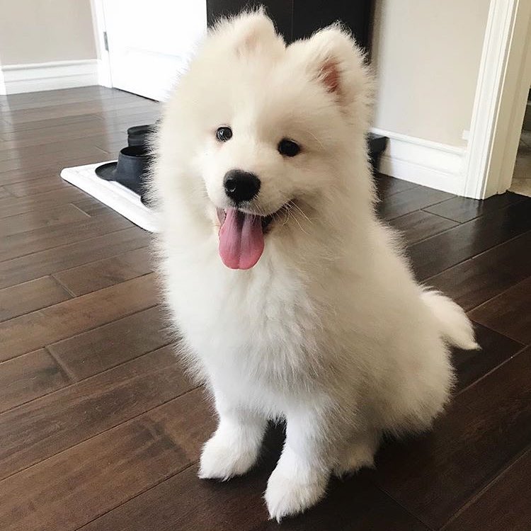 Samoyed Puppies For Sale