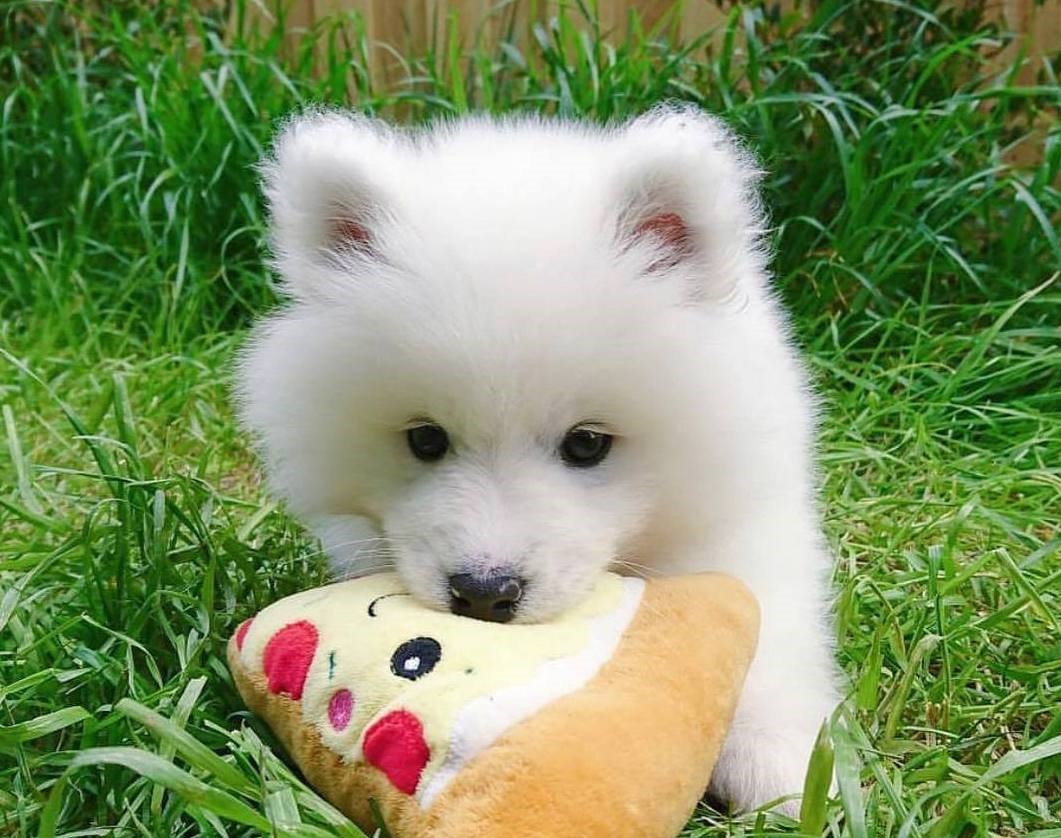 Samoyed Puppies For Sale