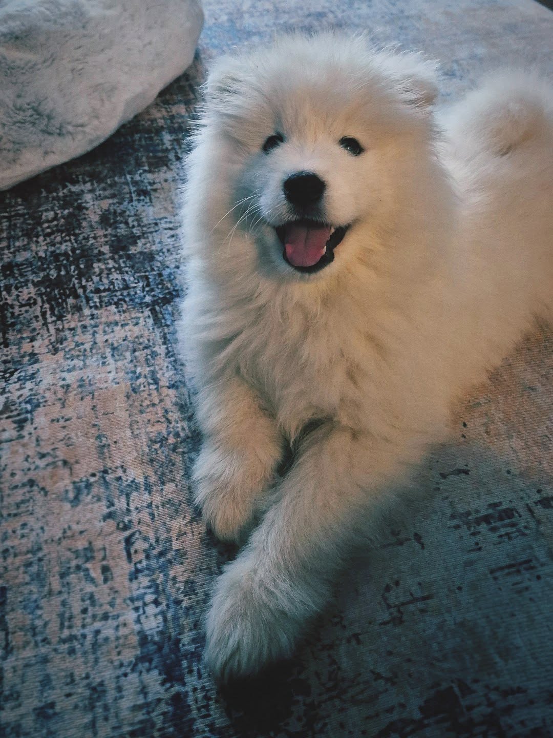 Samoyed Puppies For Sale