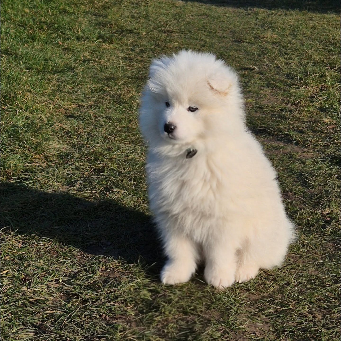 Samoyed Puppies For Sale