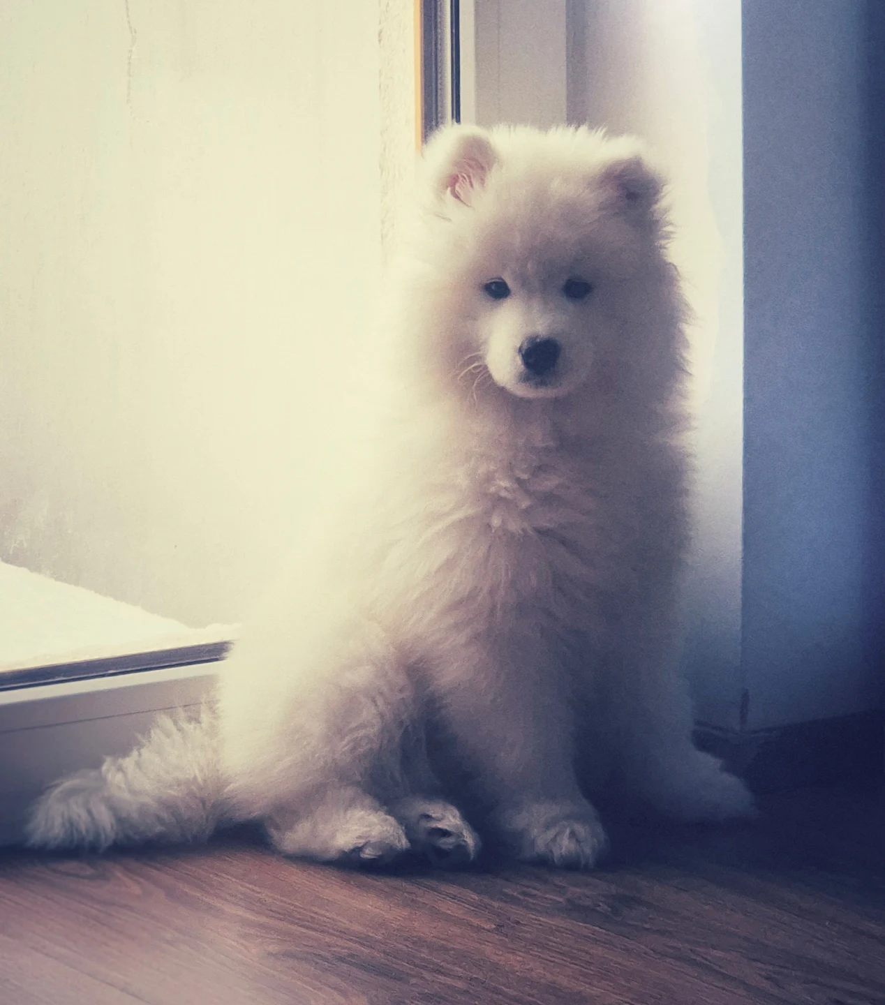 Samoyed Puppies For Sale
