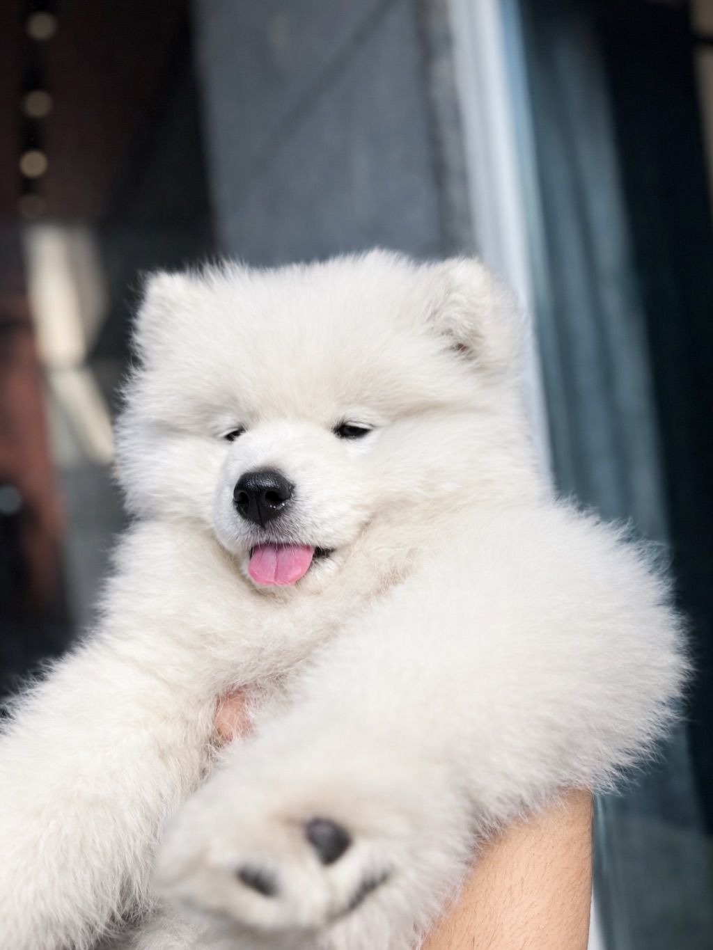 Samoyed Puppies For Sale