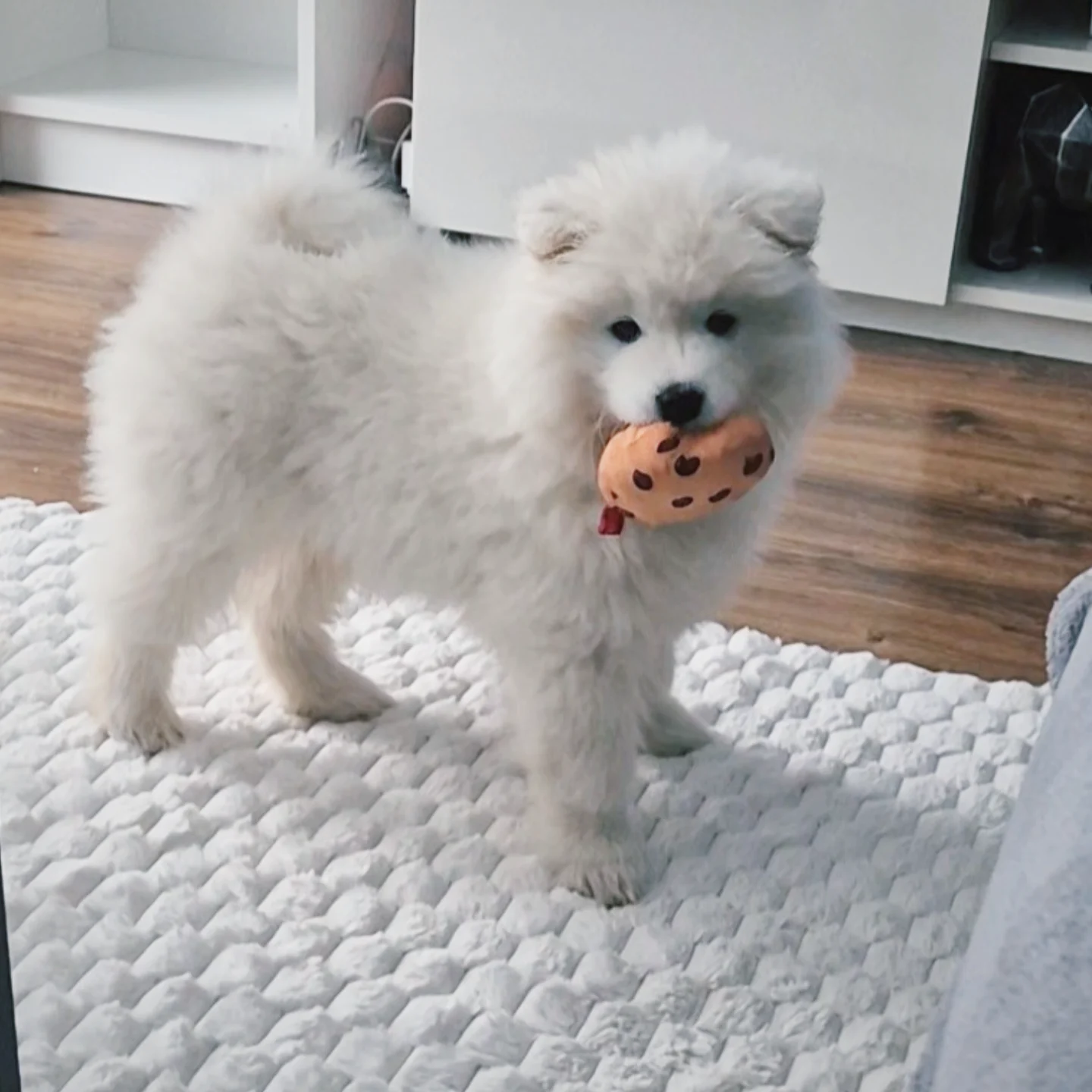 Samoyed Puppies For Sale