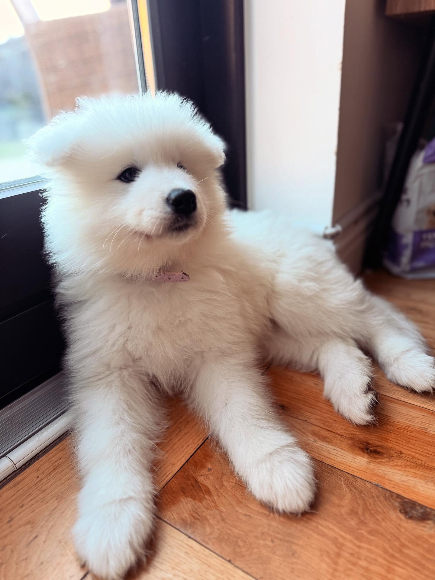 Samoyed Puppies For Sale USA
