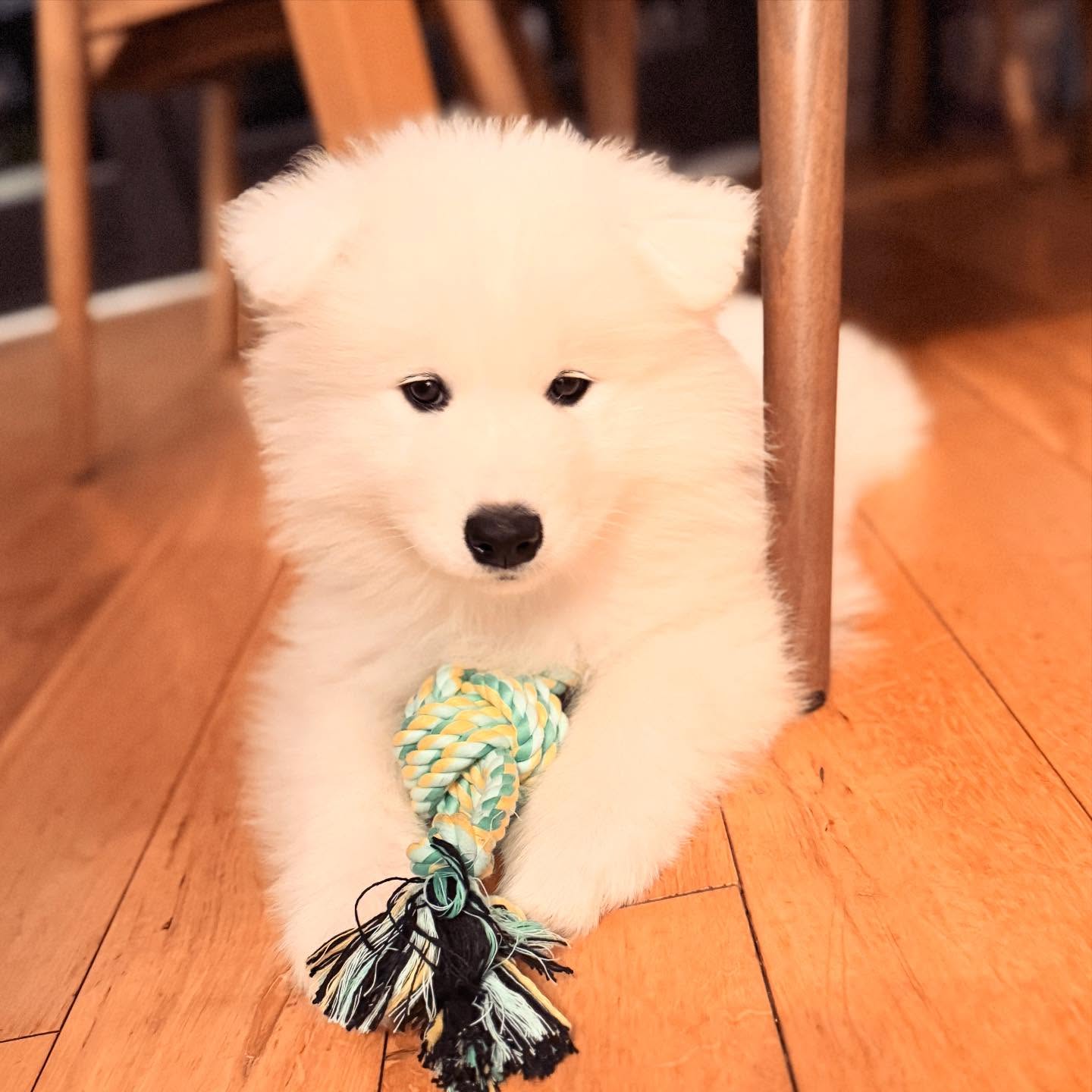 Samoyed Puppies For Sale USA