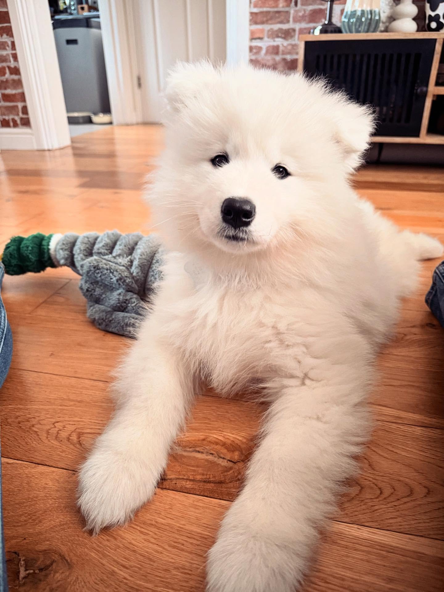 Samoyed Puppies For Sale USA