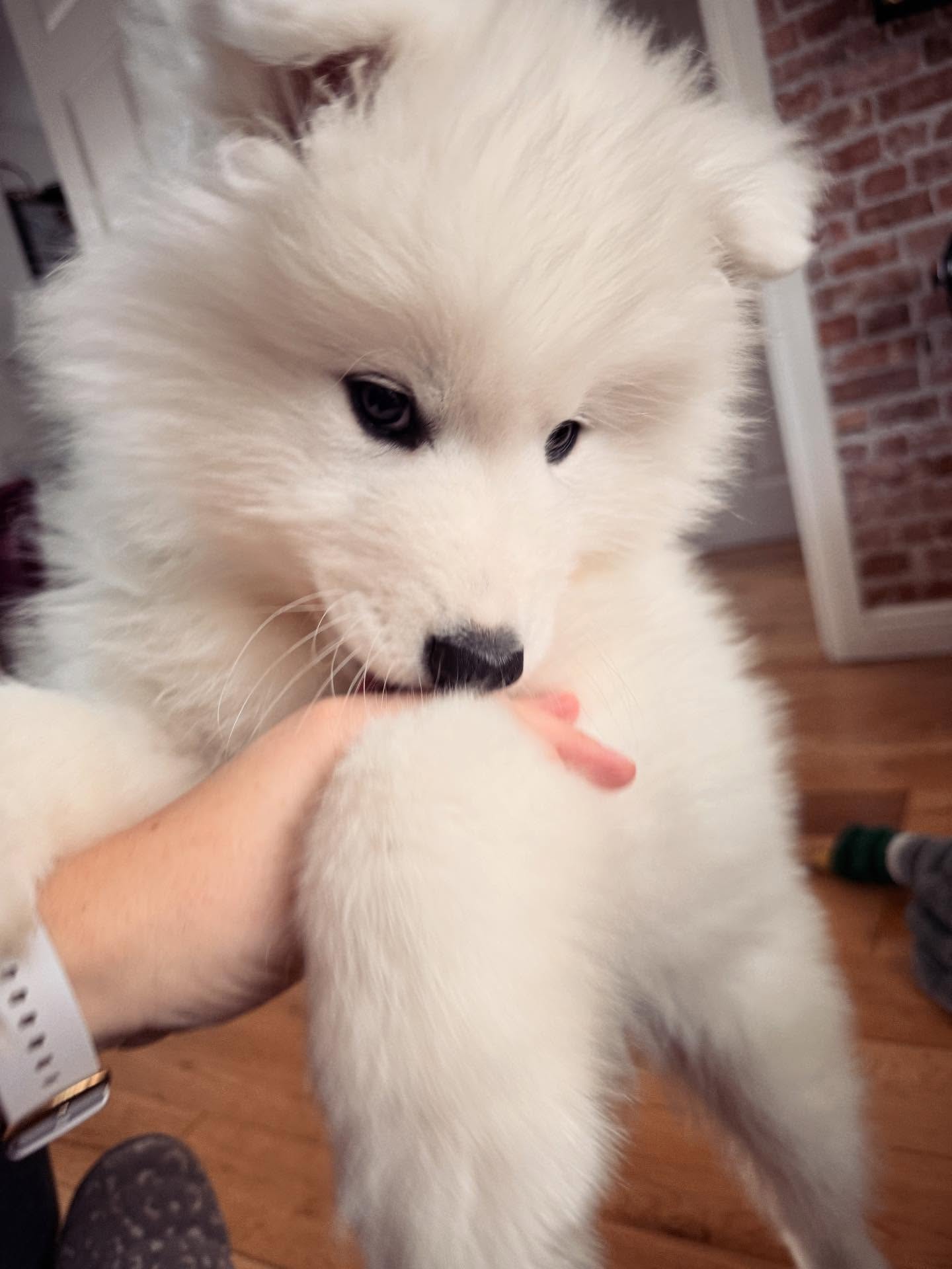Samoyed Puppies For Sale USA