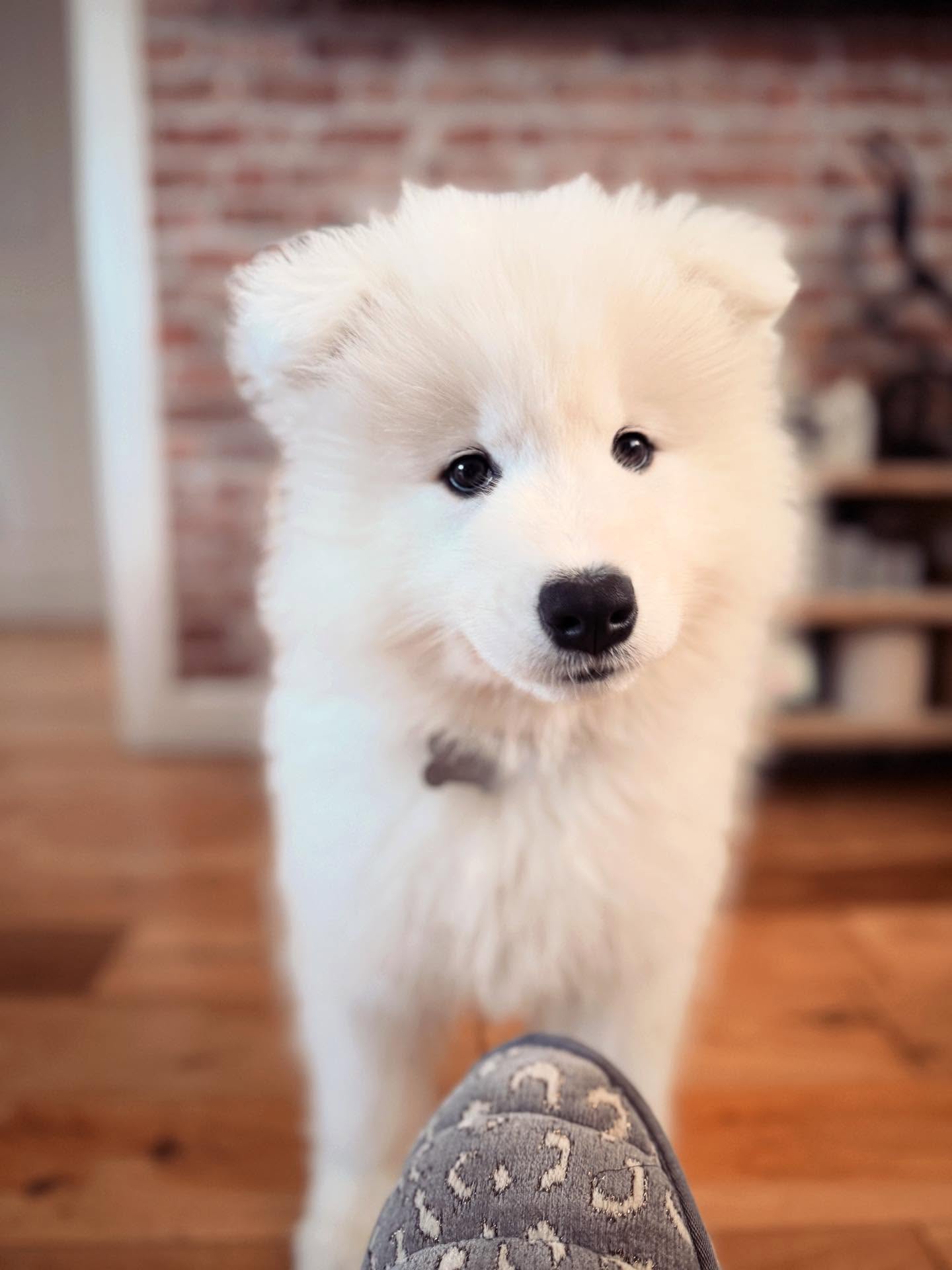 Samoyed Puppies For Sale USA