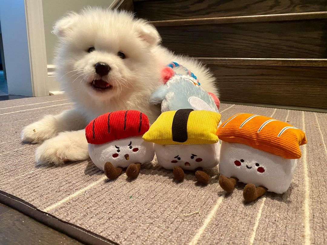 Samoyed Puppies For Sale Near Me