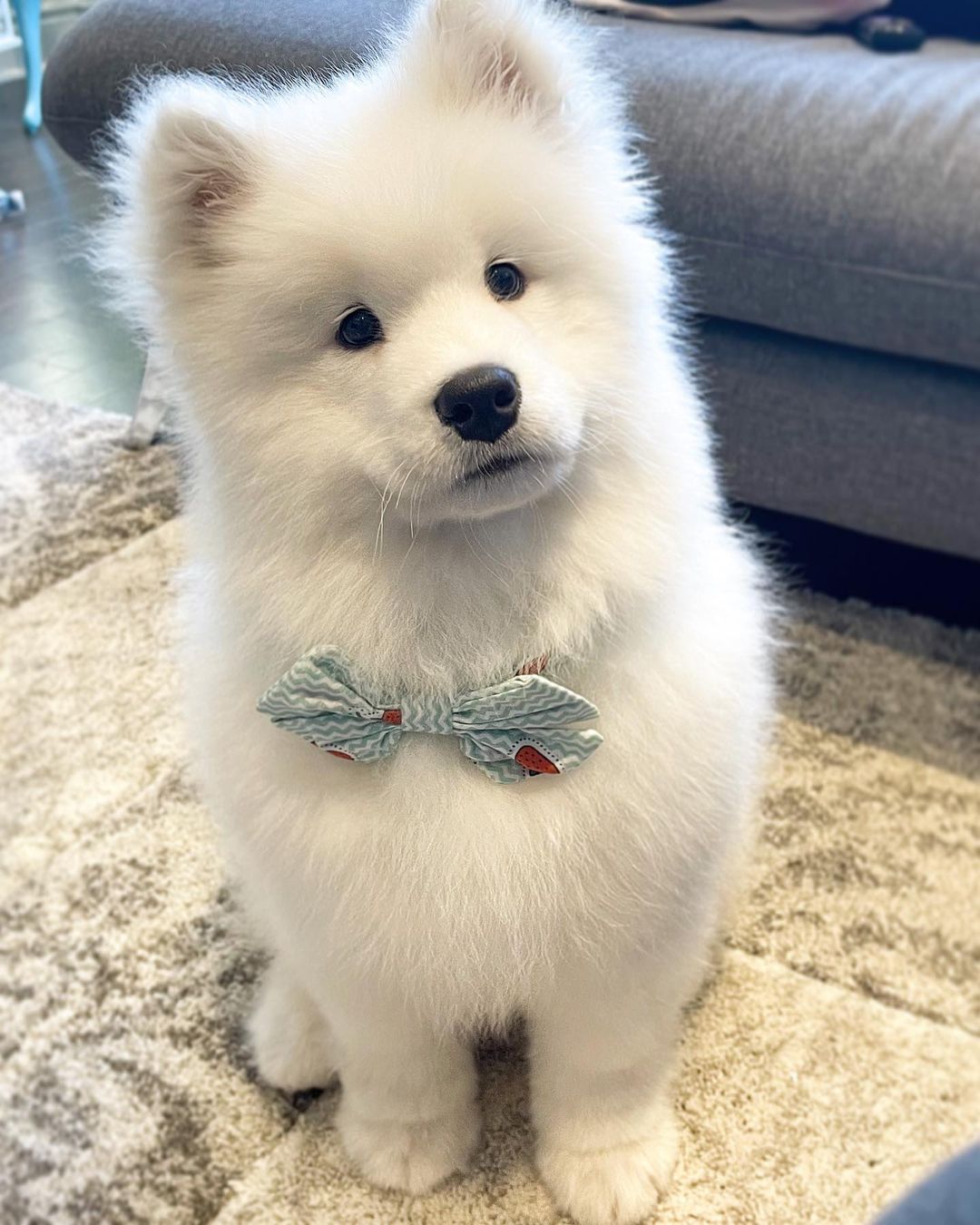 Samoyed Puppies For Sale Near Me
