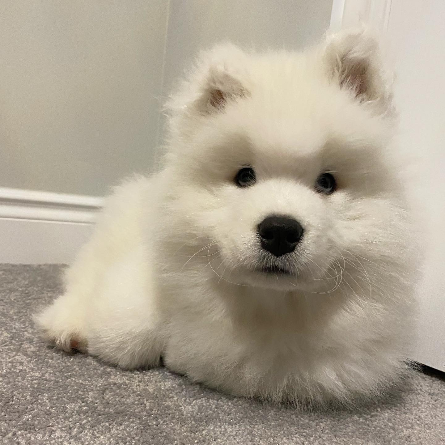 Samoyed Puppies For Sale Near Me