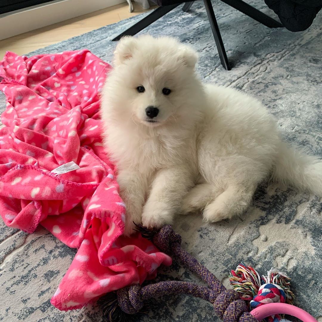 Samoyed Puppies For Sale Near Me