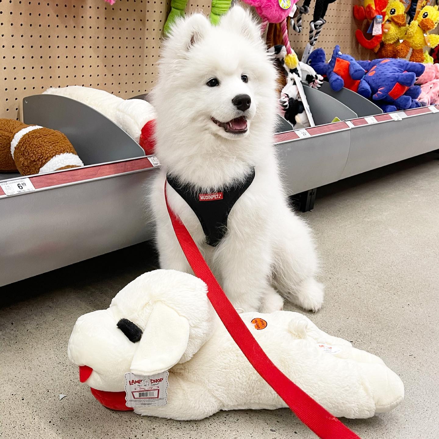 Samoyed Puppies For Sale Near Me