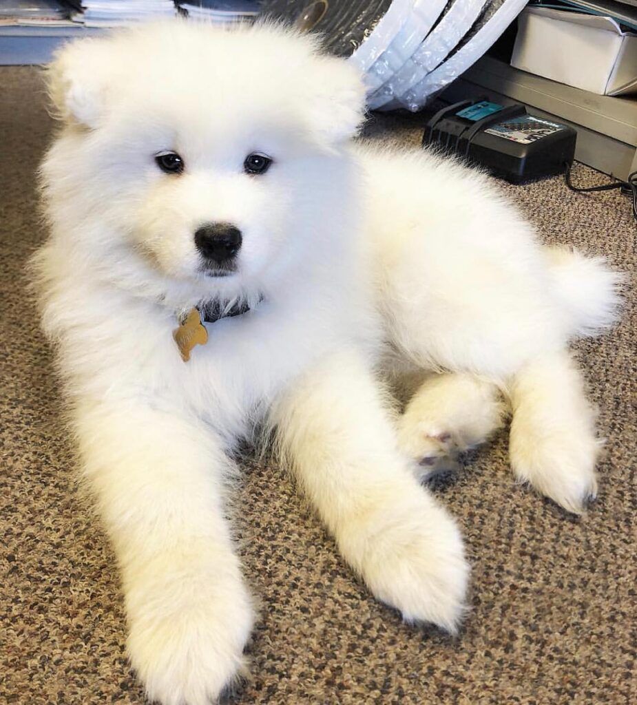 Samoyed Puppies For Sale