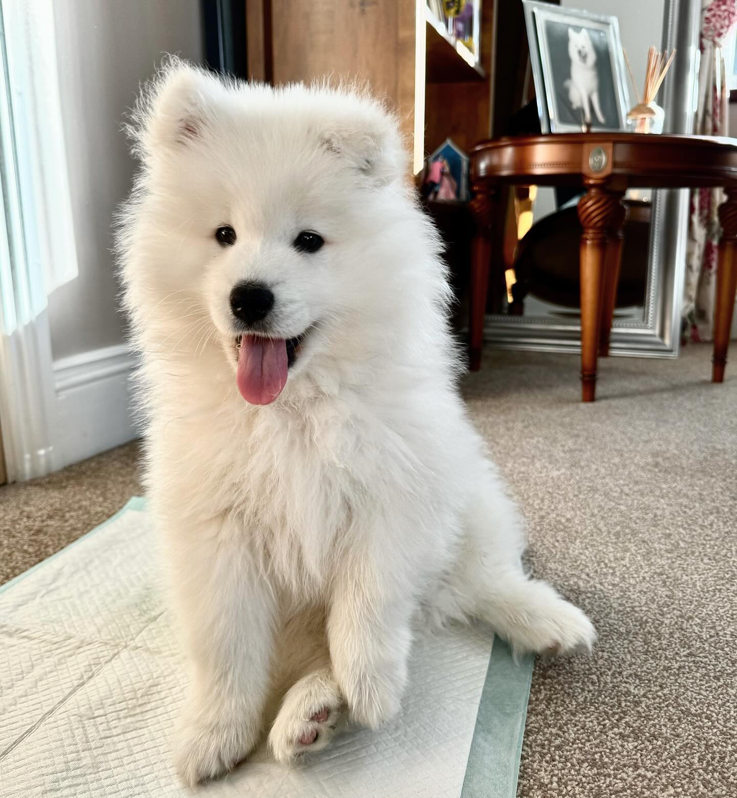 Samoyed Puppies For Sale