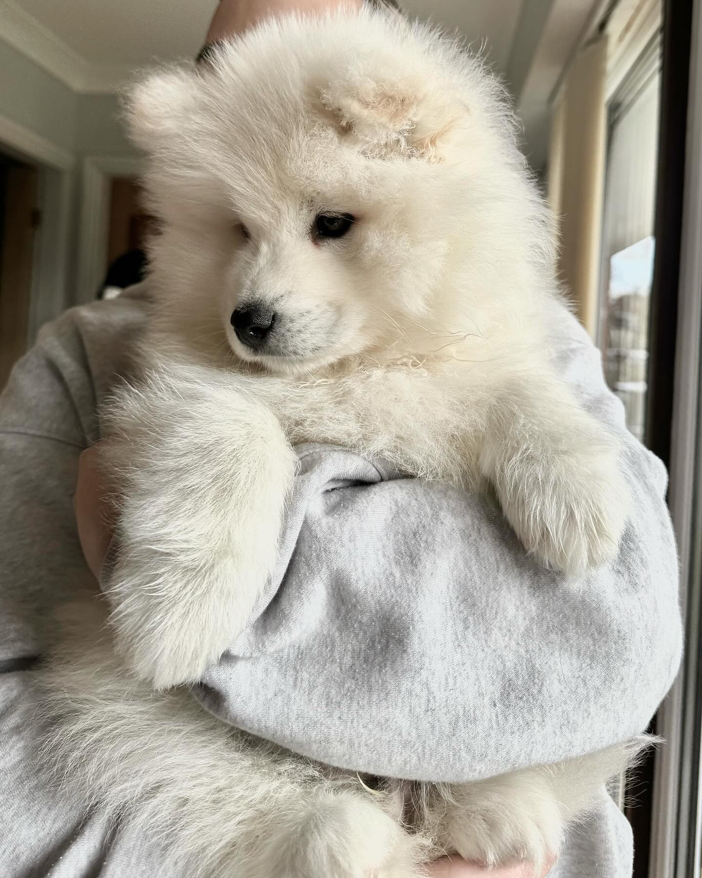Samoyed Puppies For Sale