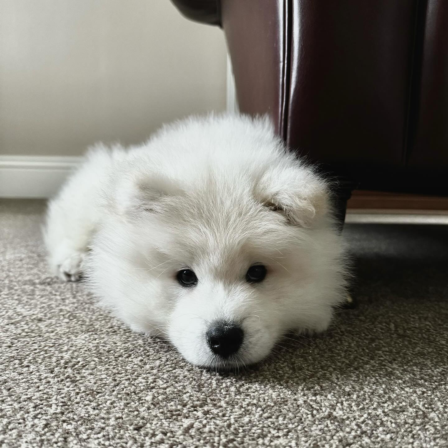 Samoyed Puppies For Sale