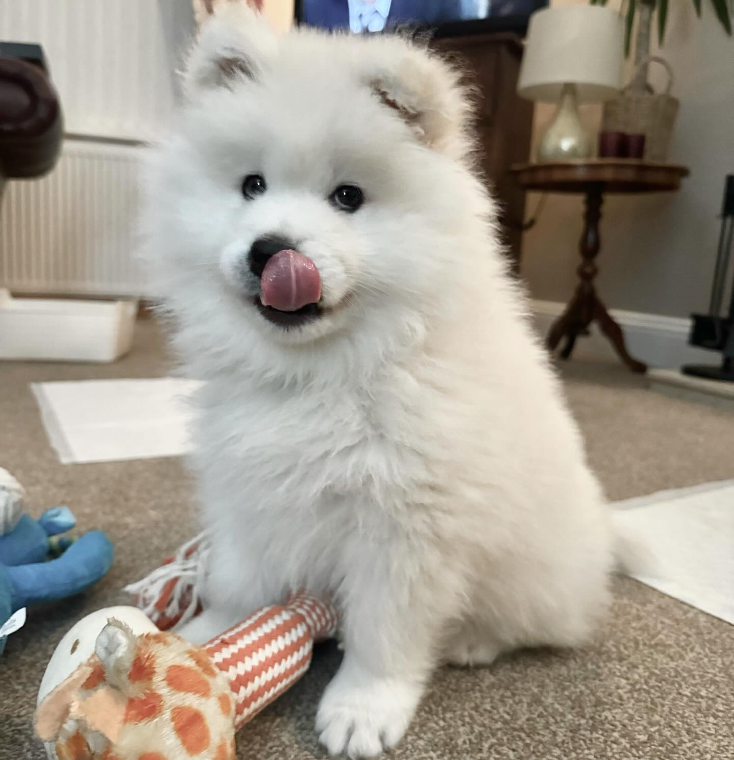 Samoyed Puppies For Sale