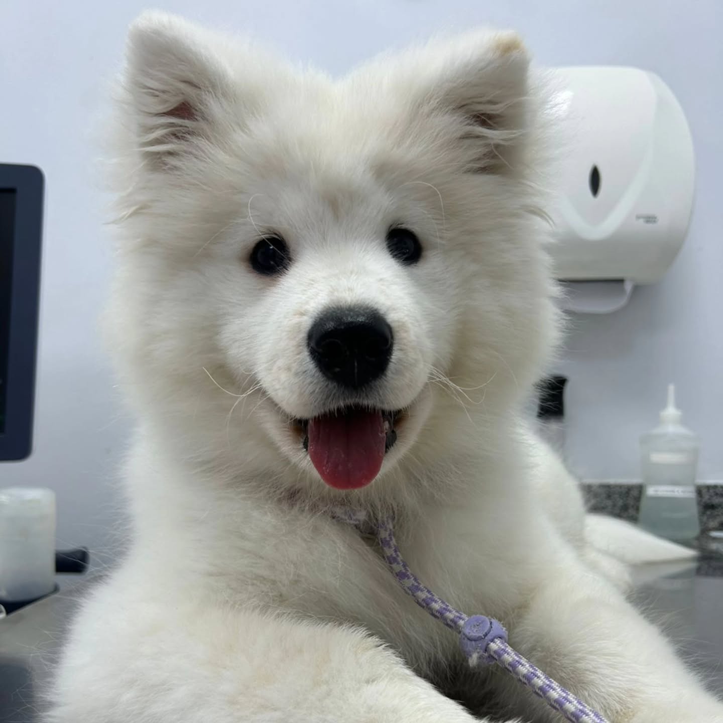 Samoyed Puppies For Sale Near Me