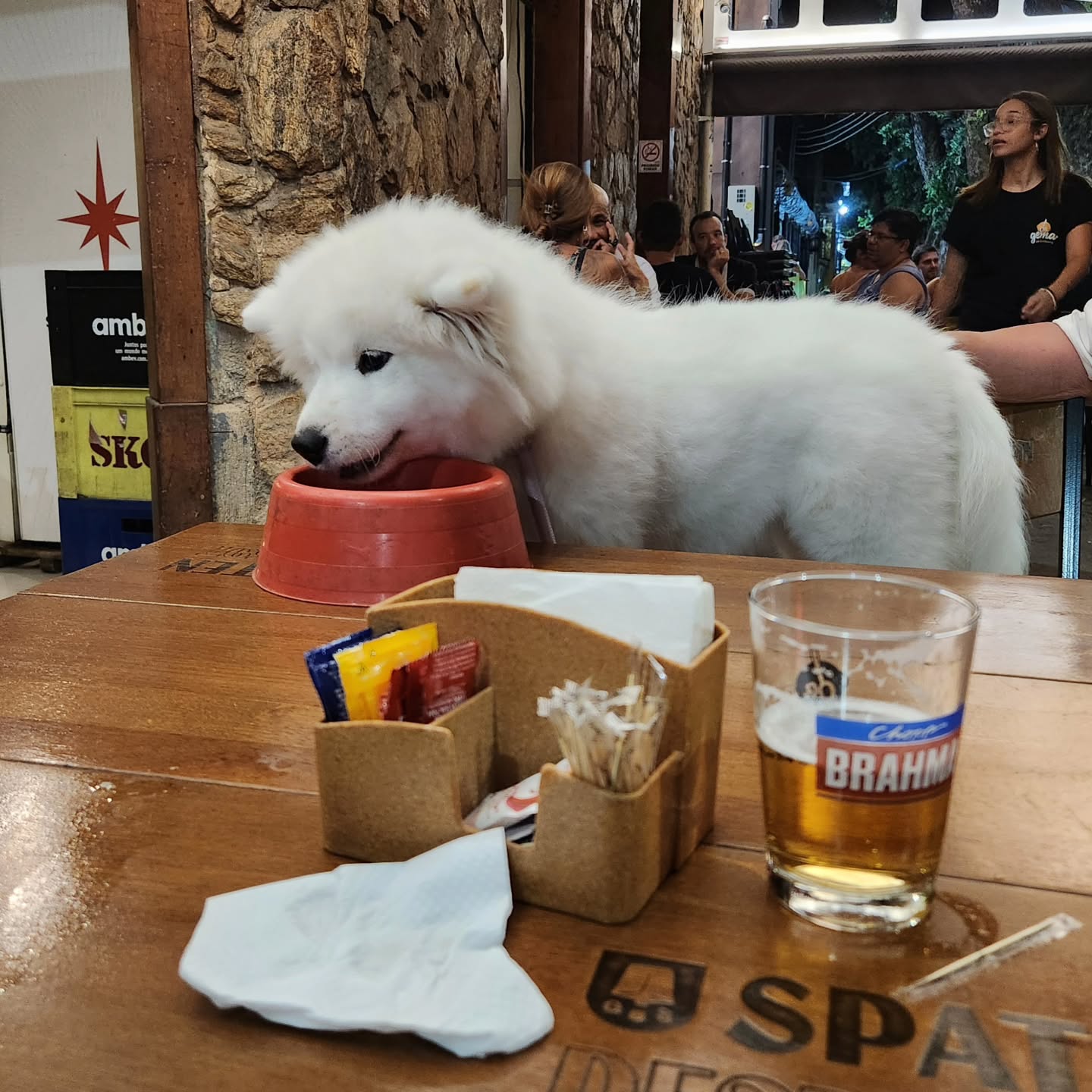 Samoyed Puppies For Sale Near Me