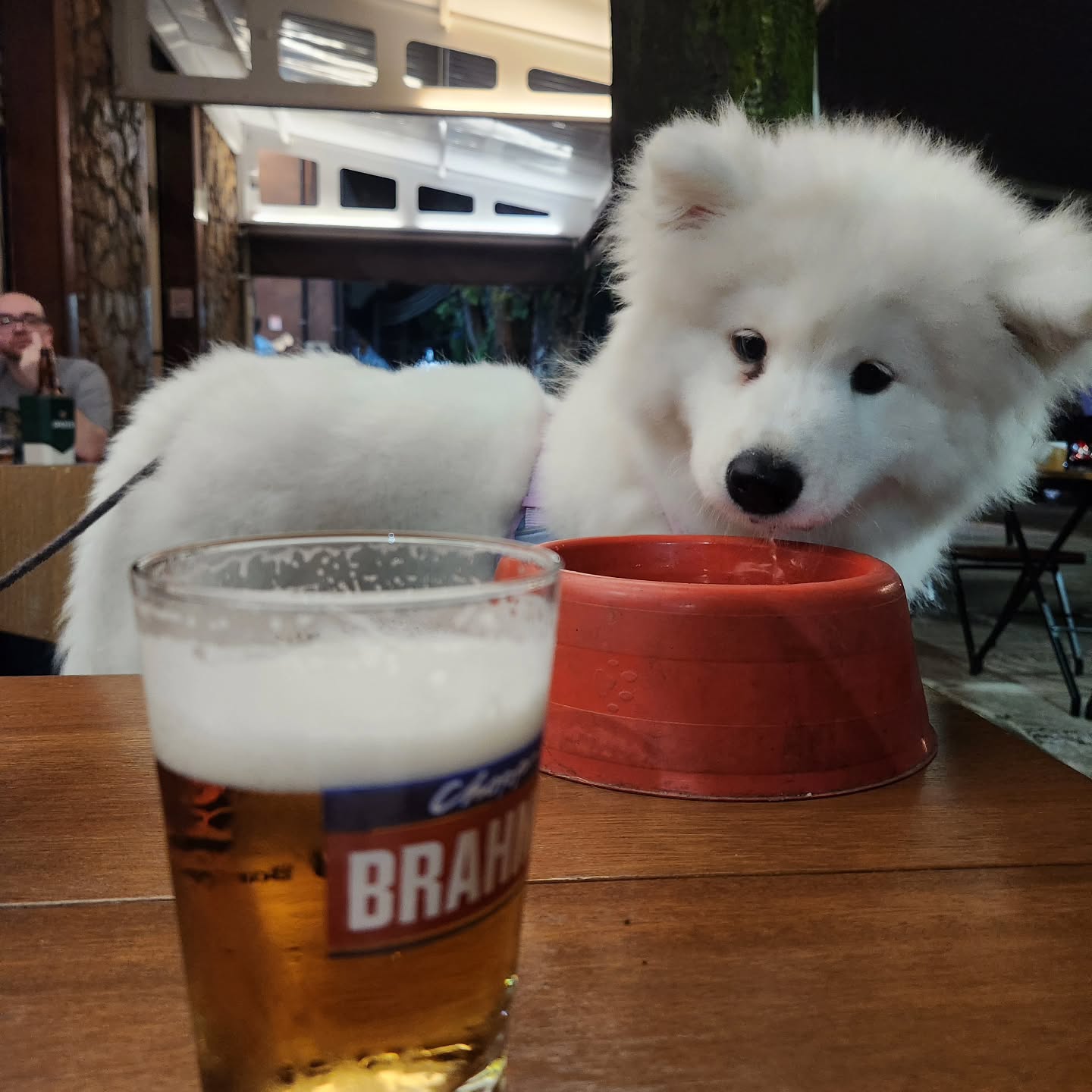 Samoyed Puppies For Sale Near Me