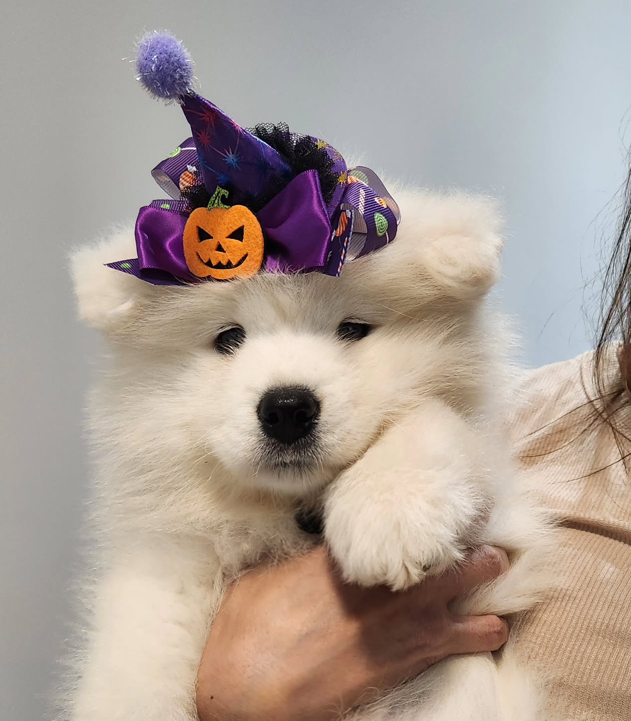 Samoyed Puppies For Sale Near Me