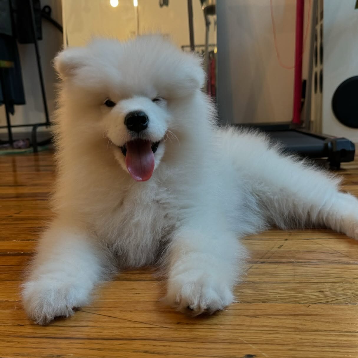 samoyed puppies for sale Florida