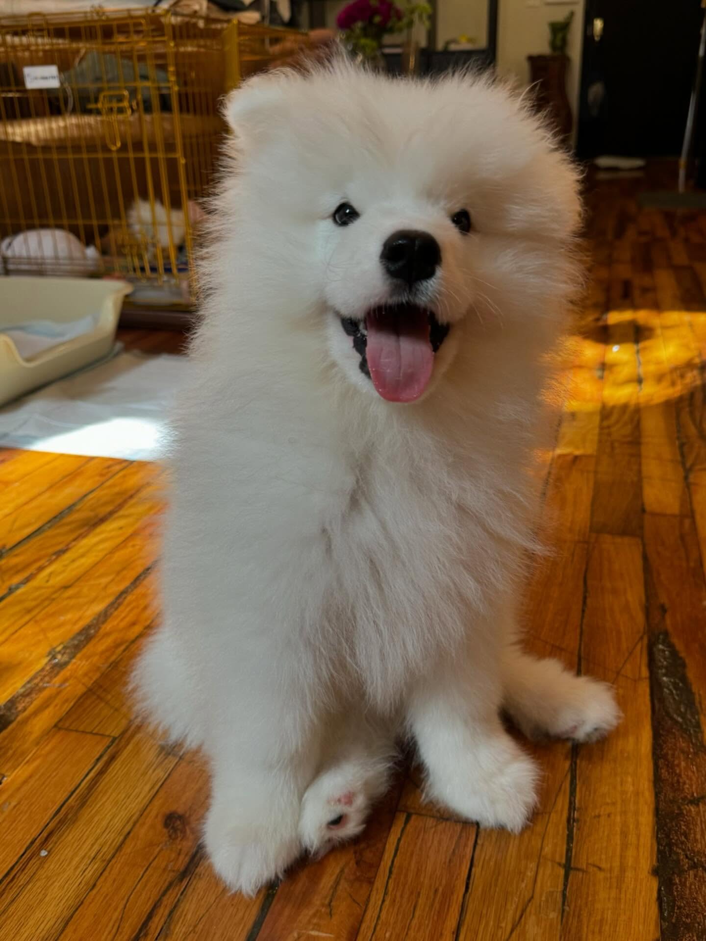 Samoyed Puppies For Sale Near Me
