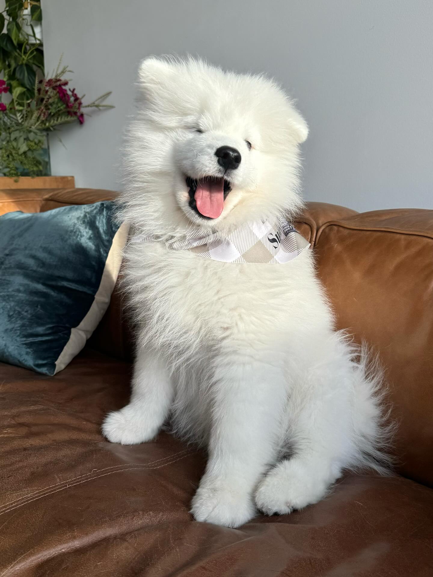 Samoyed Puppies For Sale Near Me