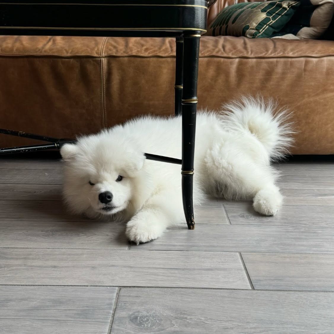 Samoyed Puppies For Sale Near Me