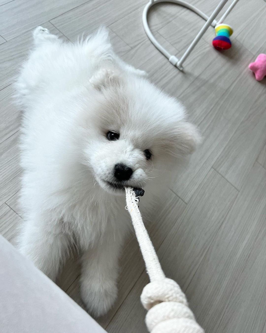 Samoyed Puppies For Sale