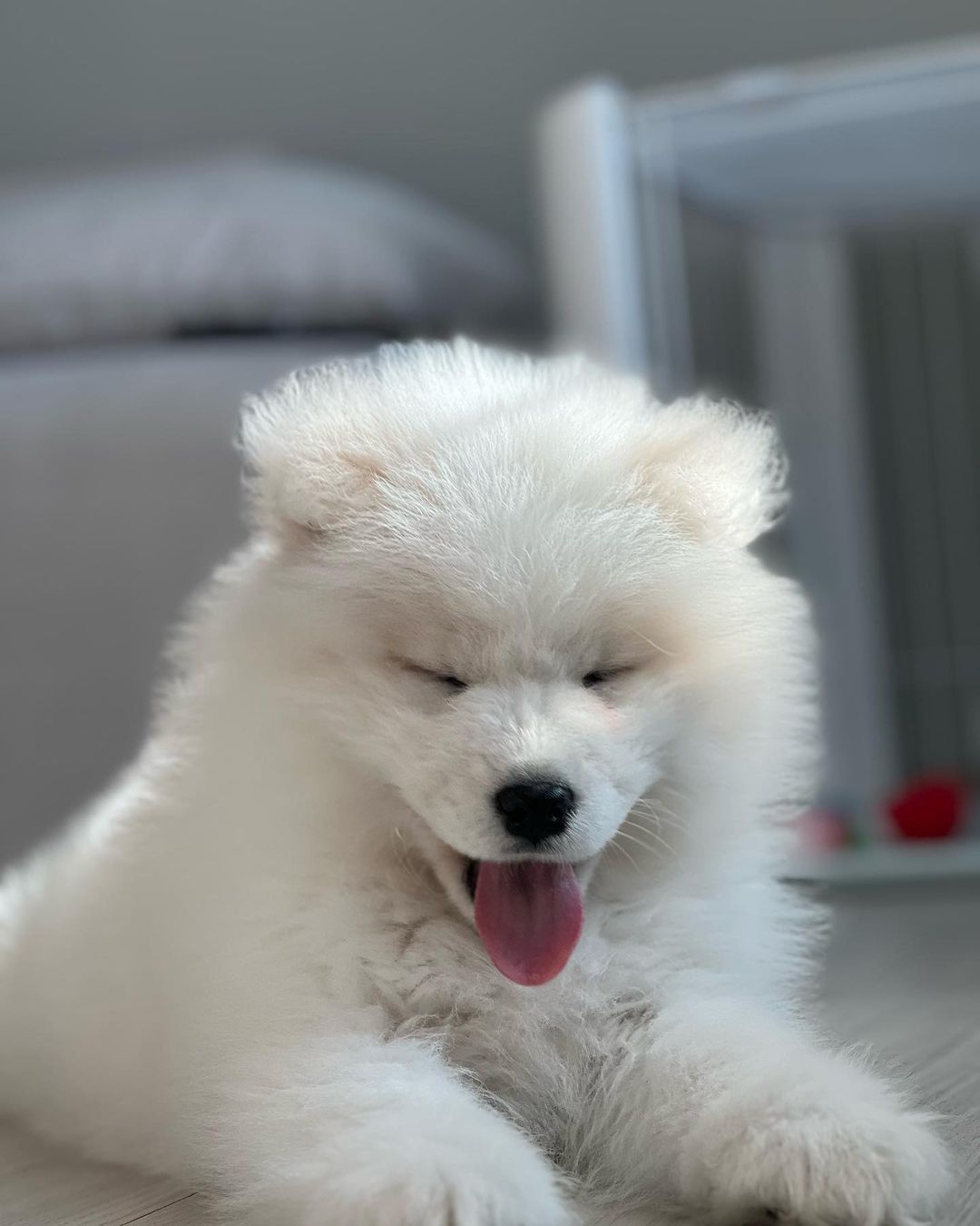 Samoyed Puppies For Sale