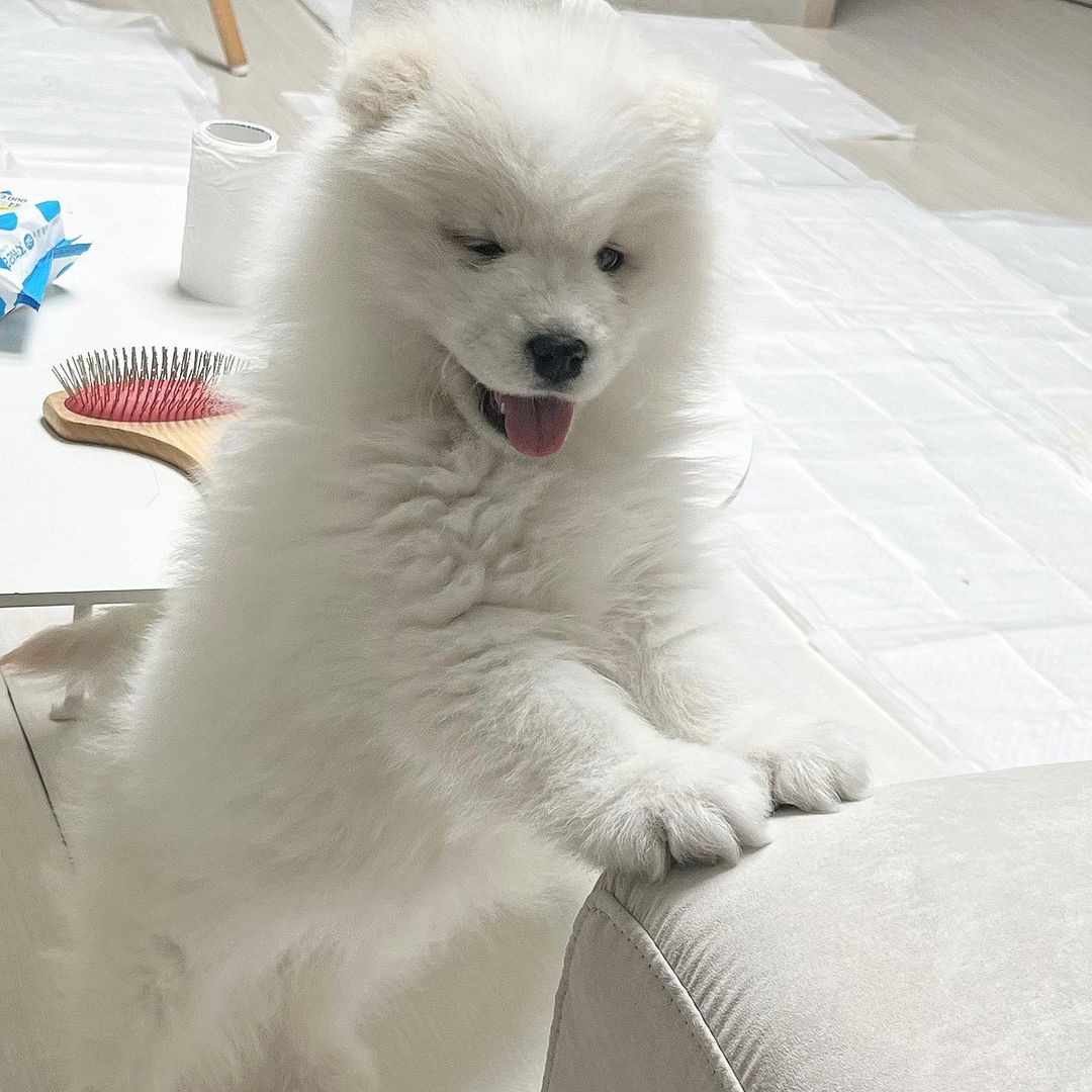 Samoyed Puppies For Sale