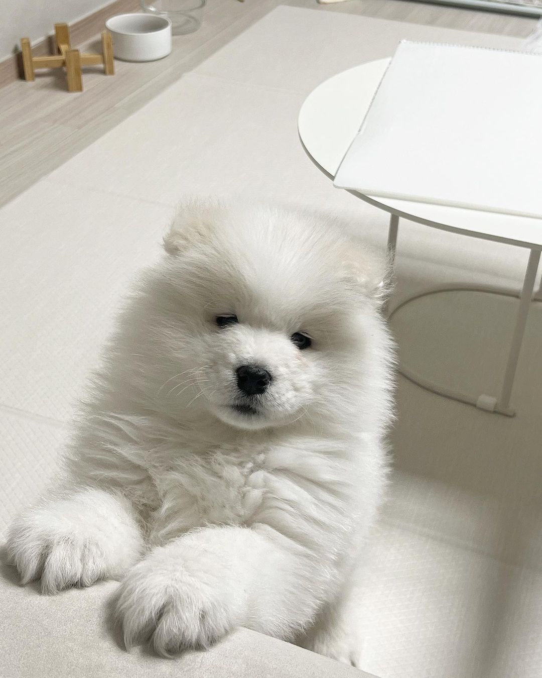 Samoyed Puppies For Sale